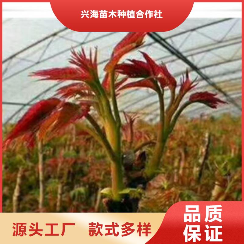 【香椿苗苹果苗品质之选】