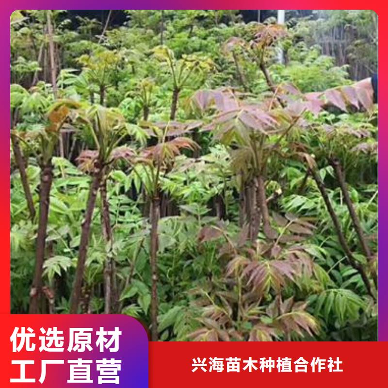 香椿苗_李子苗优势