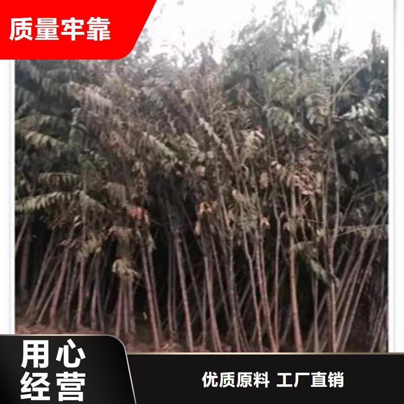 香椿苗梨树苗的简单介绍