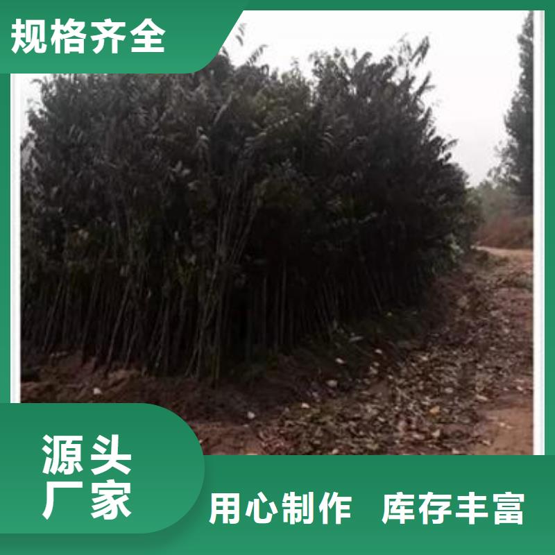 香椿苗板栗苗选择我们没错