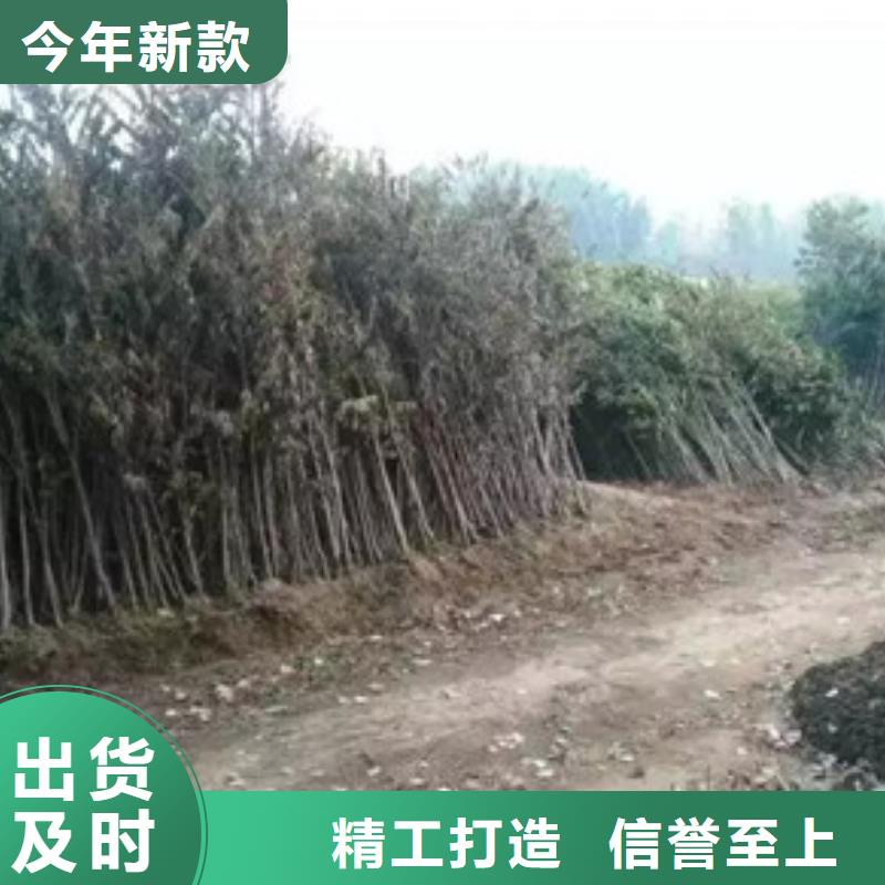 【香椿苗板栗苗满足多种行业需求】