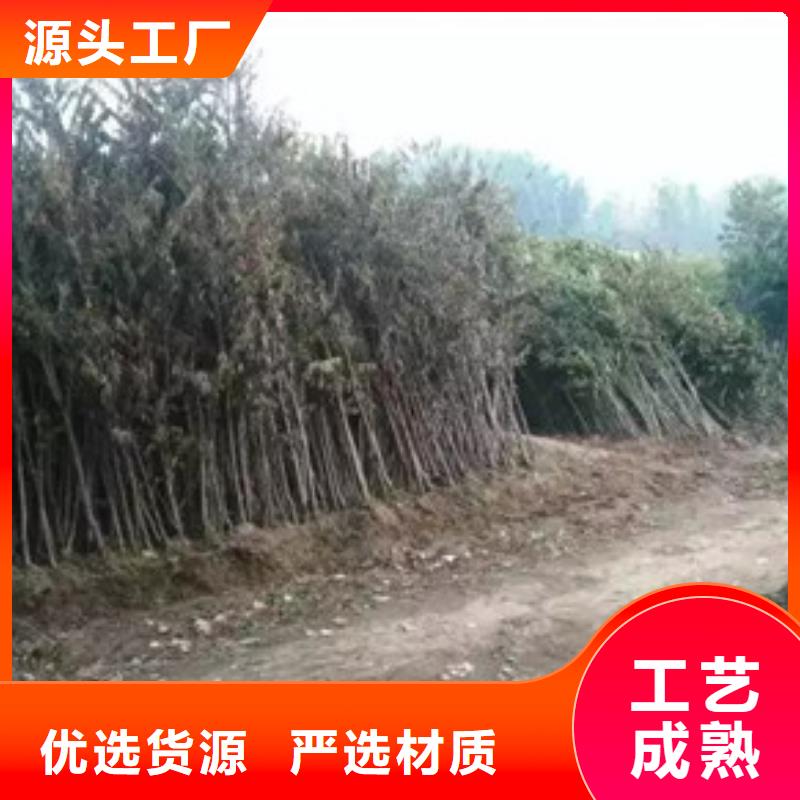 香椿苗葡萄苗实时报价
