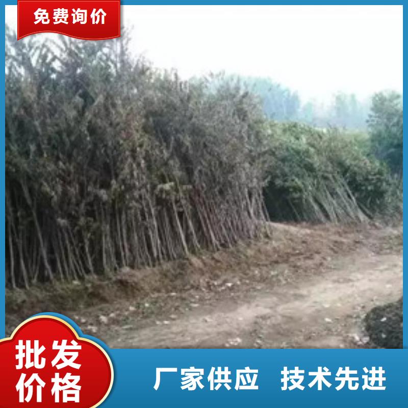 香椿苗梨树苗源厂定制