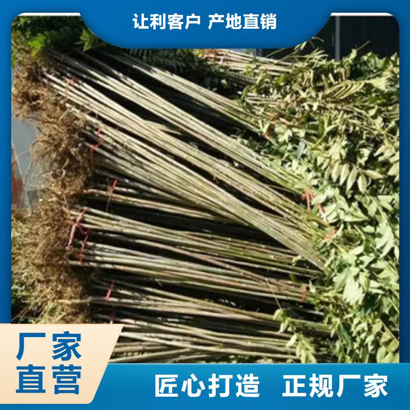 【香椿苗】桃树苗一站式供应