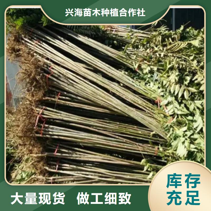 香椿苗板栗苗选择我们没错