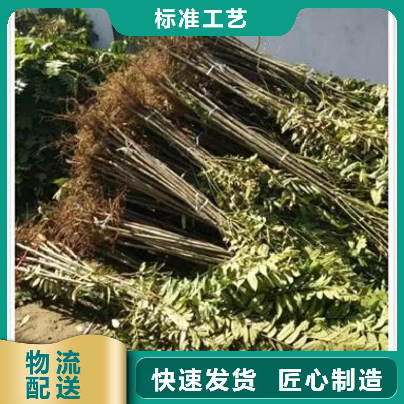 香椿苗葡萄苗制造厂家