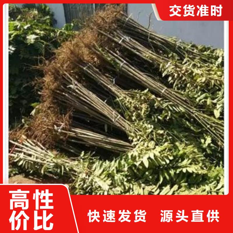 【香椿苗苹果苗品质之选】