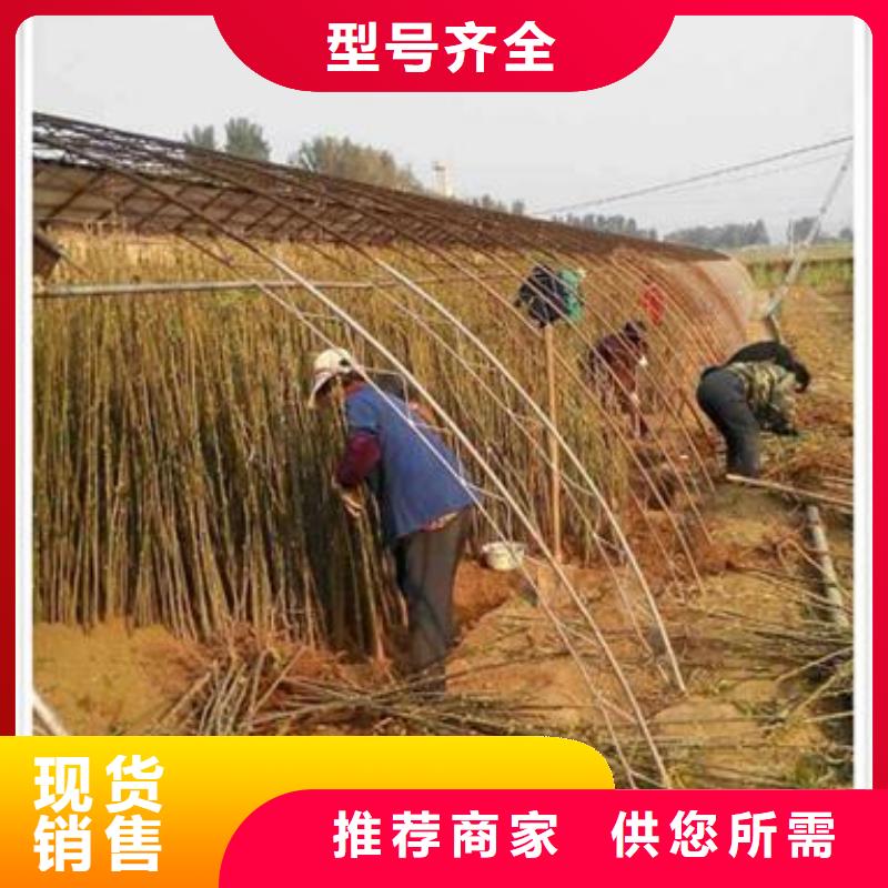香椿苗李子苗用途广泛