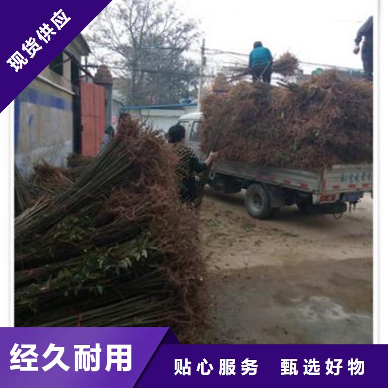 香椿苗李子苗源头厂商