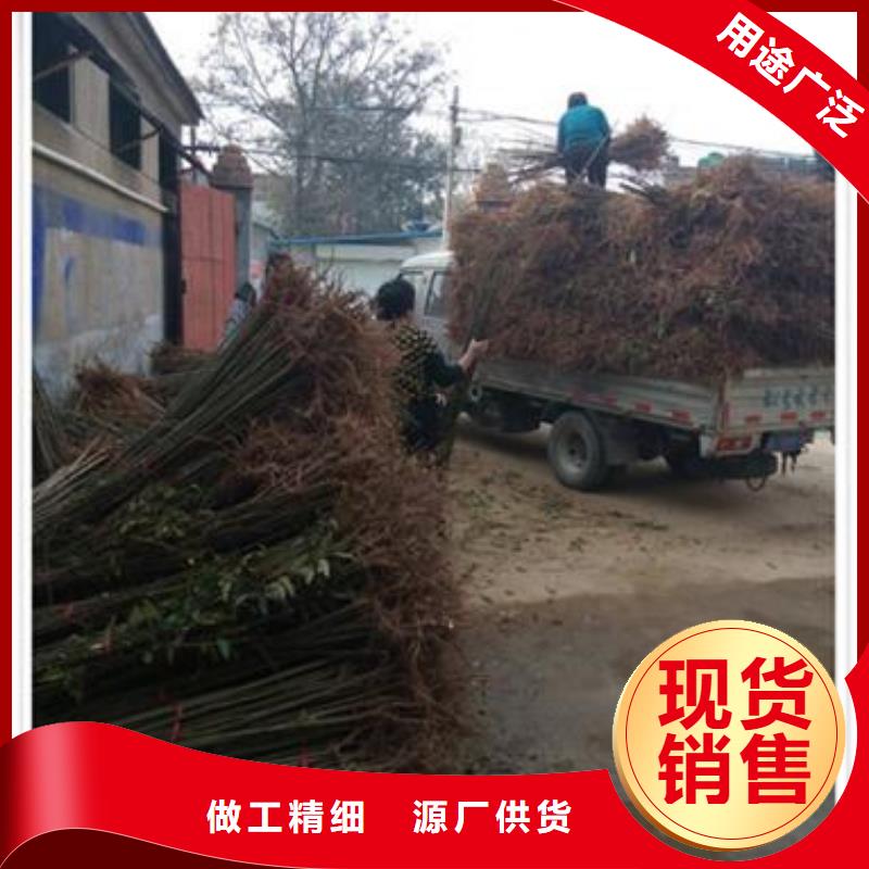 【香椿苗】桃树苗一站式供应