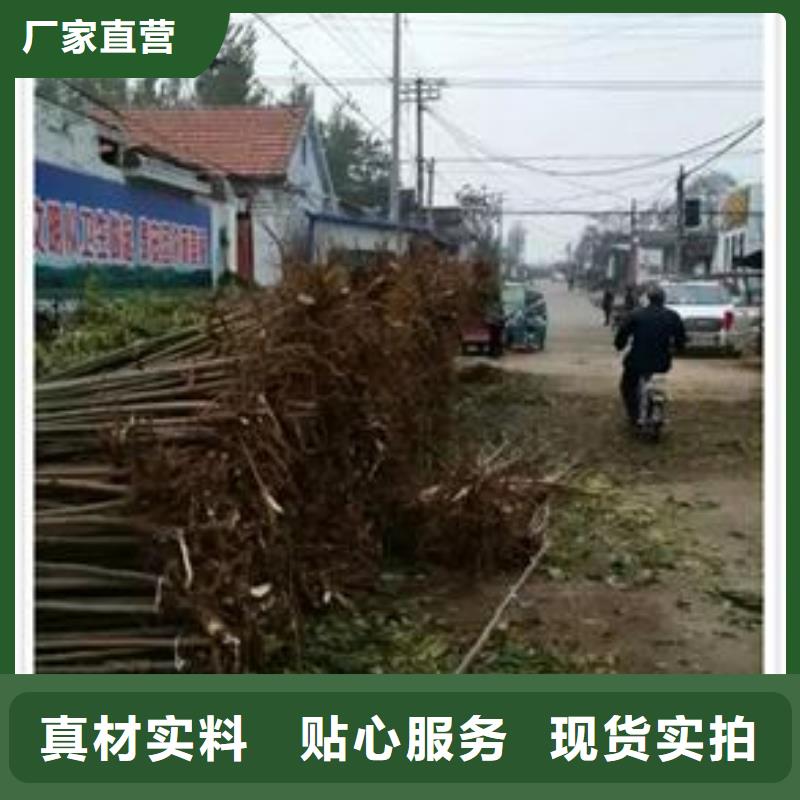香椿苗,花椒苗厂家直销省心省钱