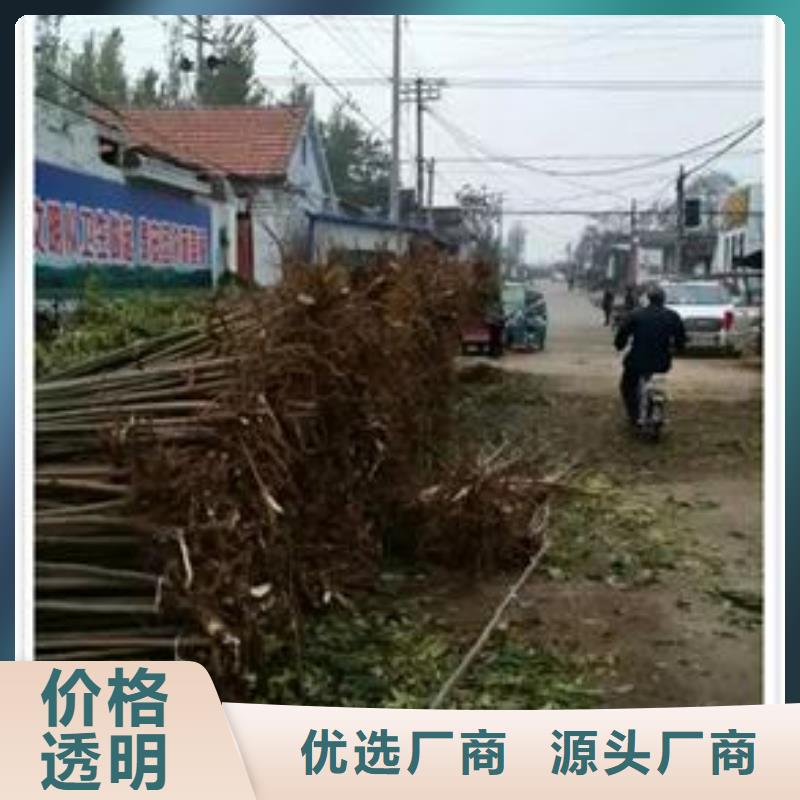 香椿苗李子苗源头厂商