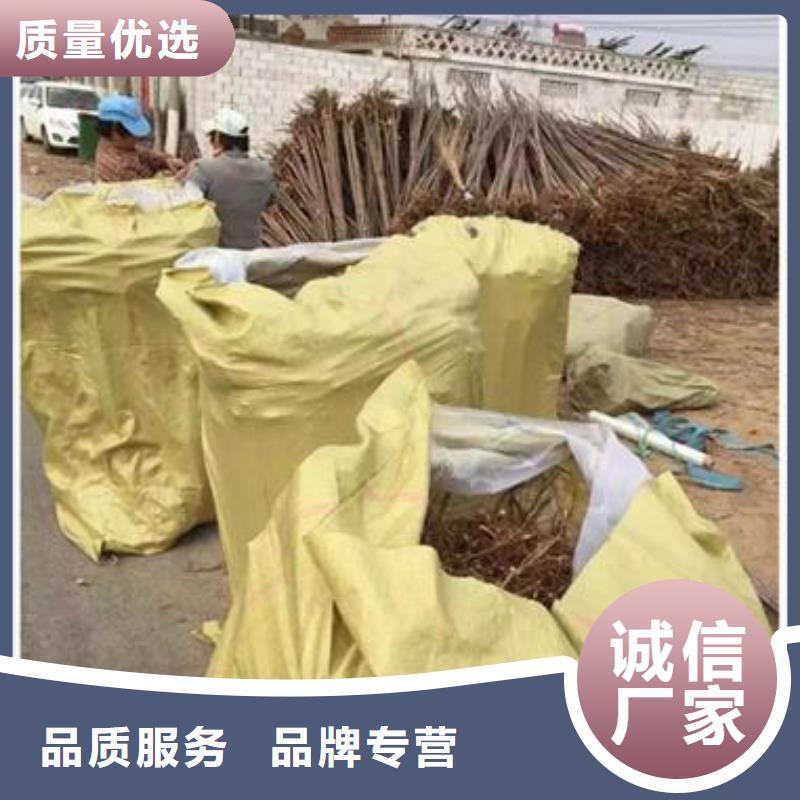 香椿苗桃树苗加工定制