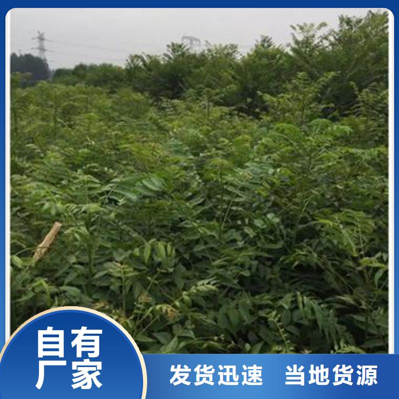 【香椿苗】桃树苗一站式供应