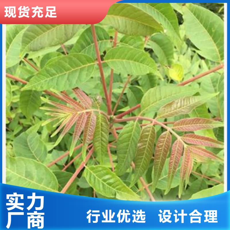 香椿苗蓝莓苗0中间商差价