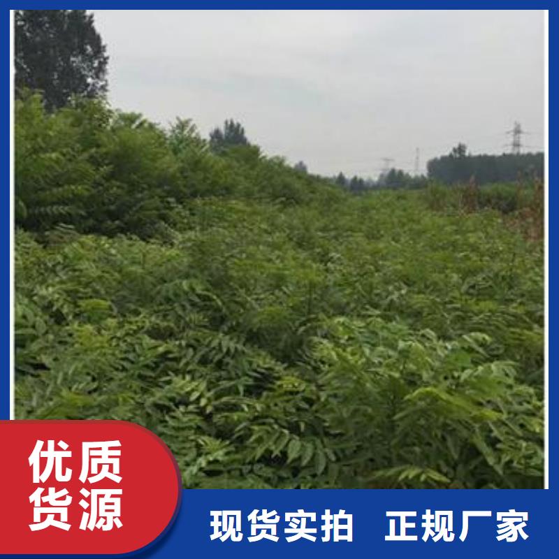 香椿苗蓝莓苗0中间商差价