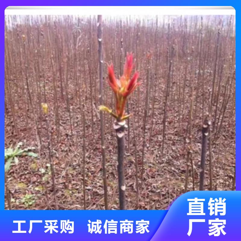 香椿苗桃树苗加工定制