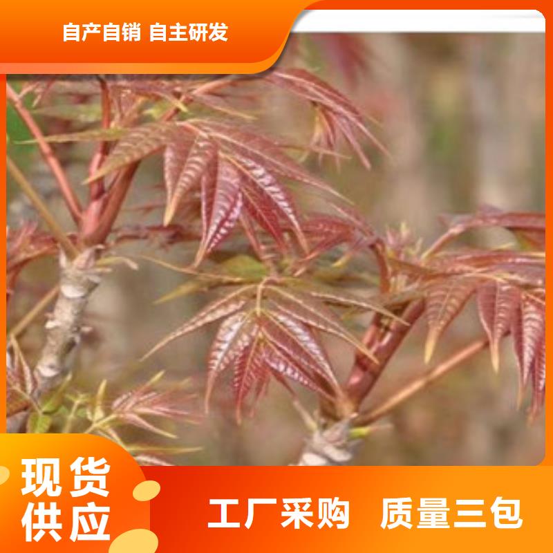 香椿苗桃树苗定制速度快工期短