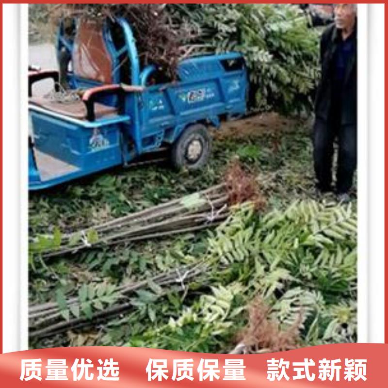 【香椿苗】桃树苗一站式供应