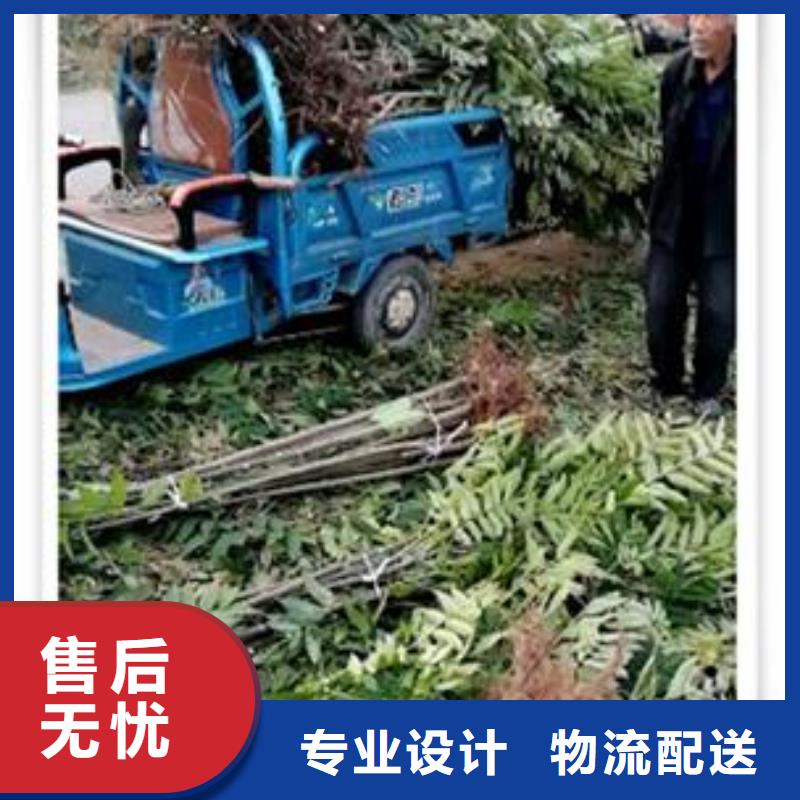 香椿苗【核桃苗】一手货源源头厂家