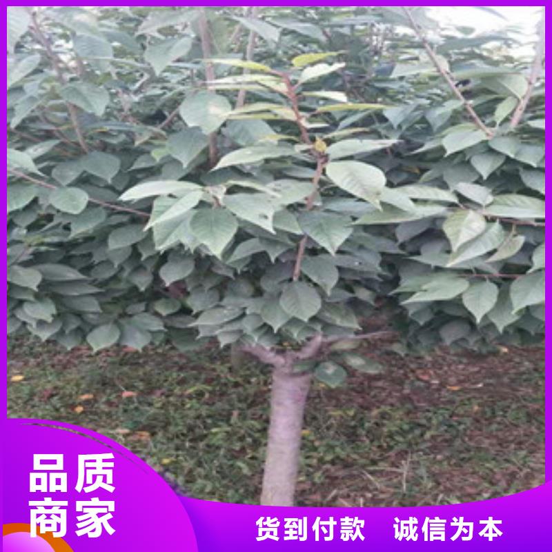 【樱花核桃苗樱花苗长果桑树苗敢与同行比质量】