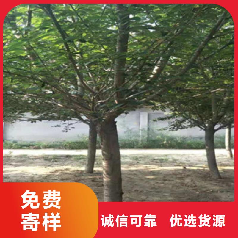 【樱花】,钙果苗厂家现货供应