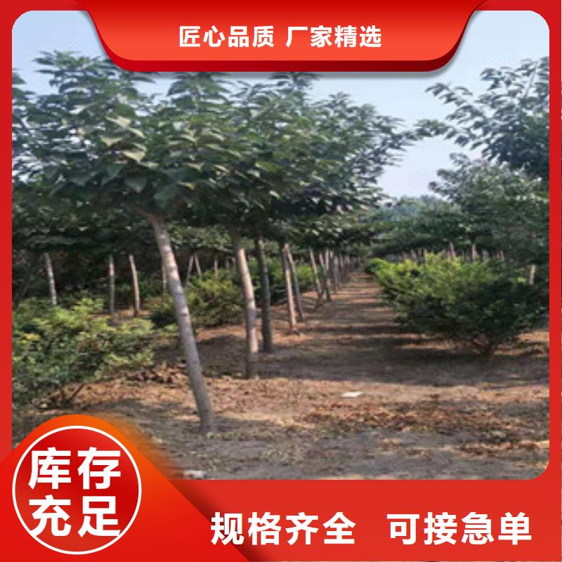 【樱花】樱桃苗好产品价格低
