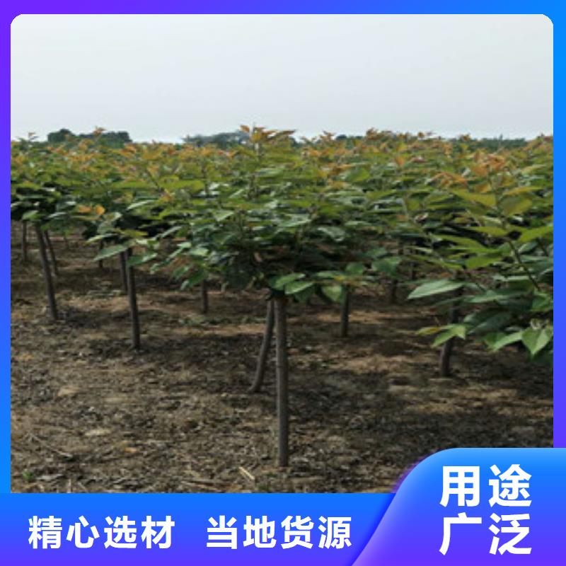 樱花钙果苗全新升级品质保障