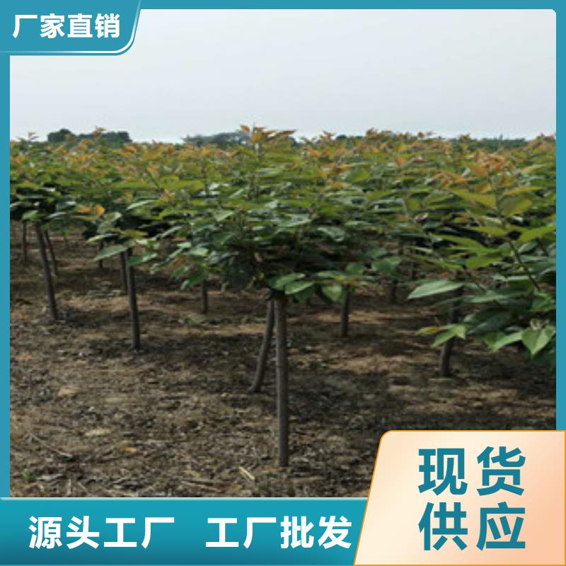 【樱花-树莓苗品质优选】