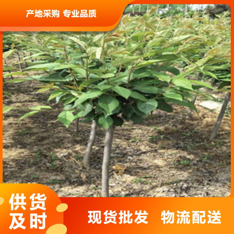 樱花钙果苗全新升级品质保障
