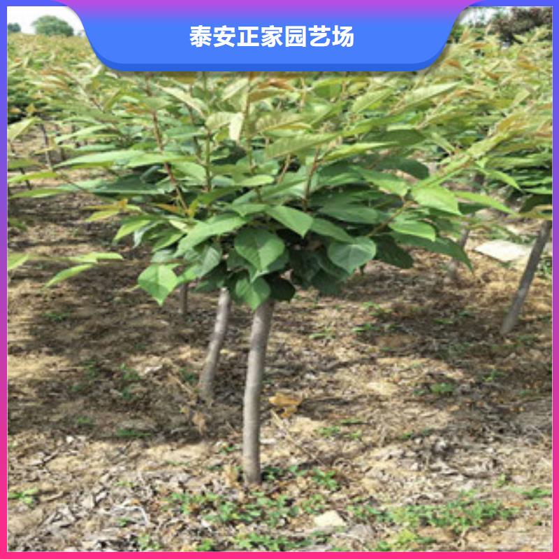【樱花核桃苗樱花苗长果桑树苗敢与同行比质量】