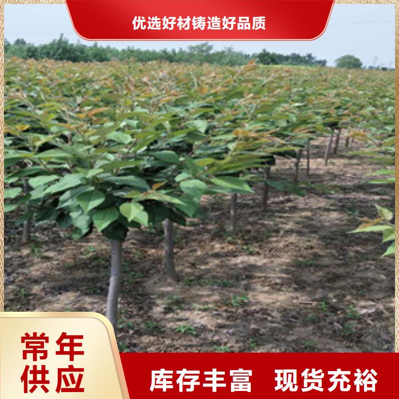 【樱花】,钙果苗厂家现货供应