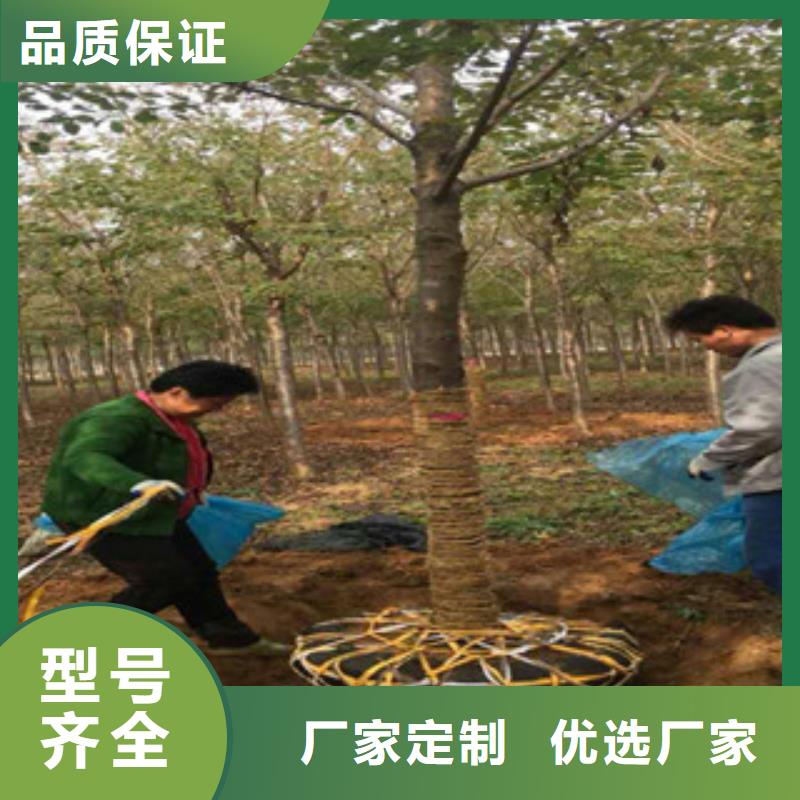 【樱花-树莓苗品质优选】