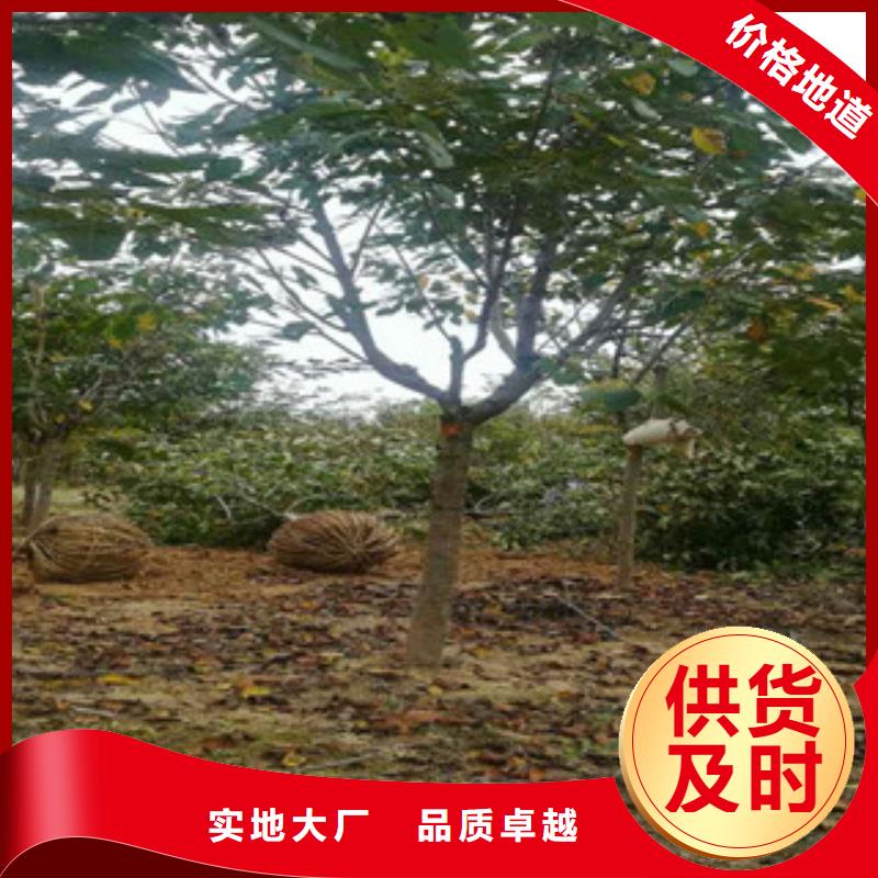 【樱花】,钙果苗厂家现货供应