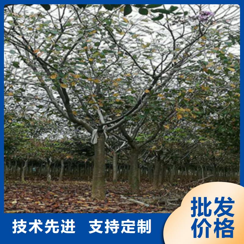 【樱花核桃苗樱花苗长果桑树苗敢与同行比质量】