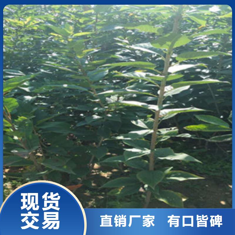 樱花钙果苗全新升级品质保障