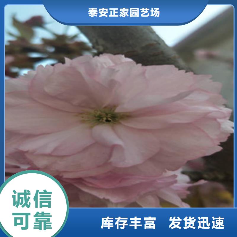 【樱花核桃苗樱花苗长果桑树苗敢与同行比质量】