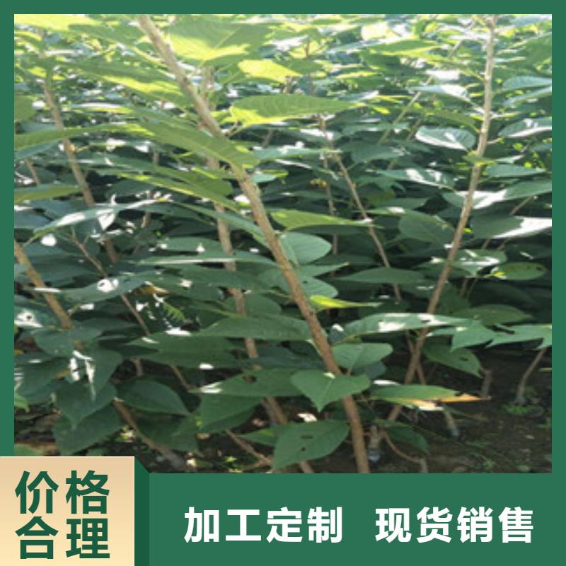 樱花钙果苗全新升级品质保障