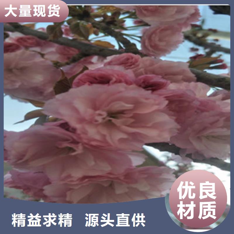 【樱花核桃苗樱花苗长果桑树苗敢与同行比质量】
