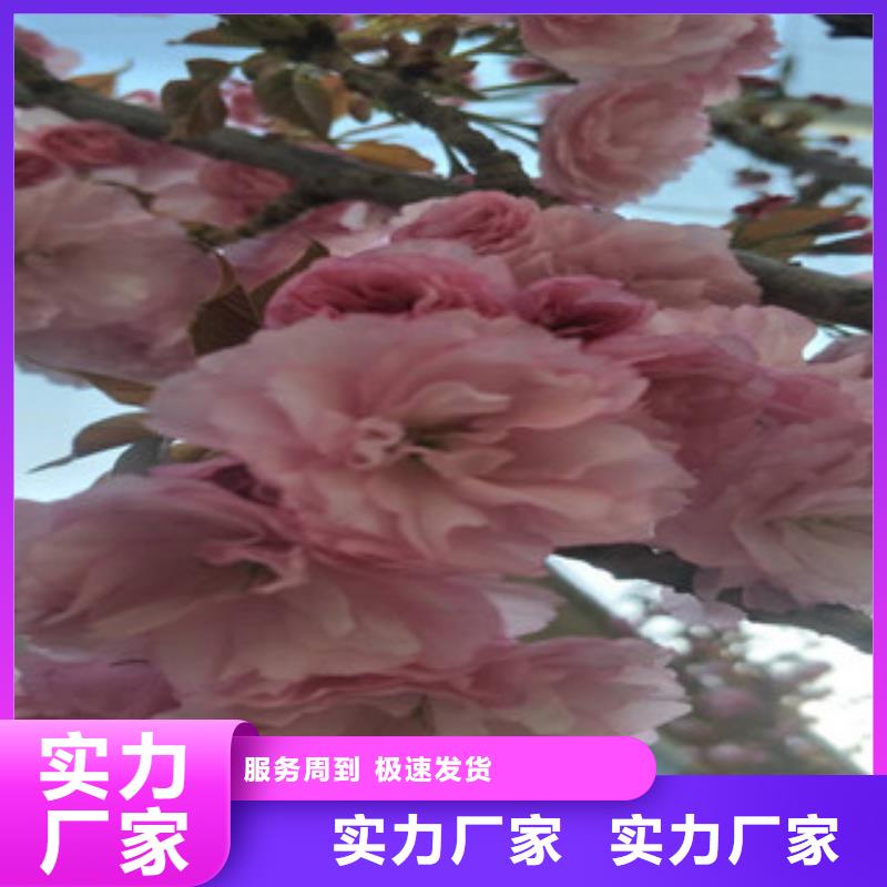 【樱花】樱桃苗好产品价格低