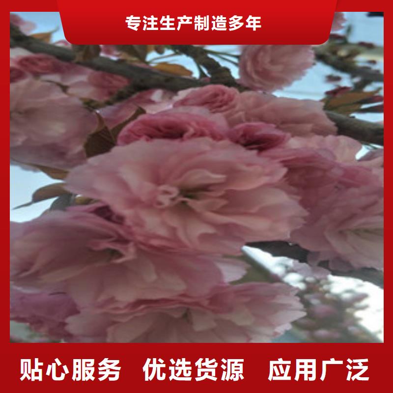 【樱花核桃苗樱花苗长果桑树苗敢与同行比质量】