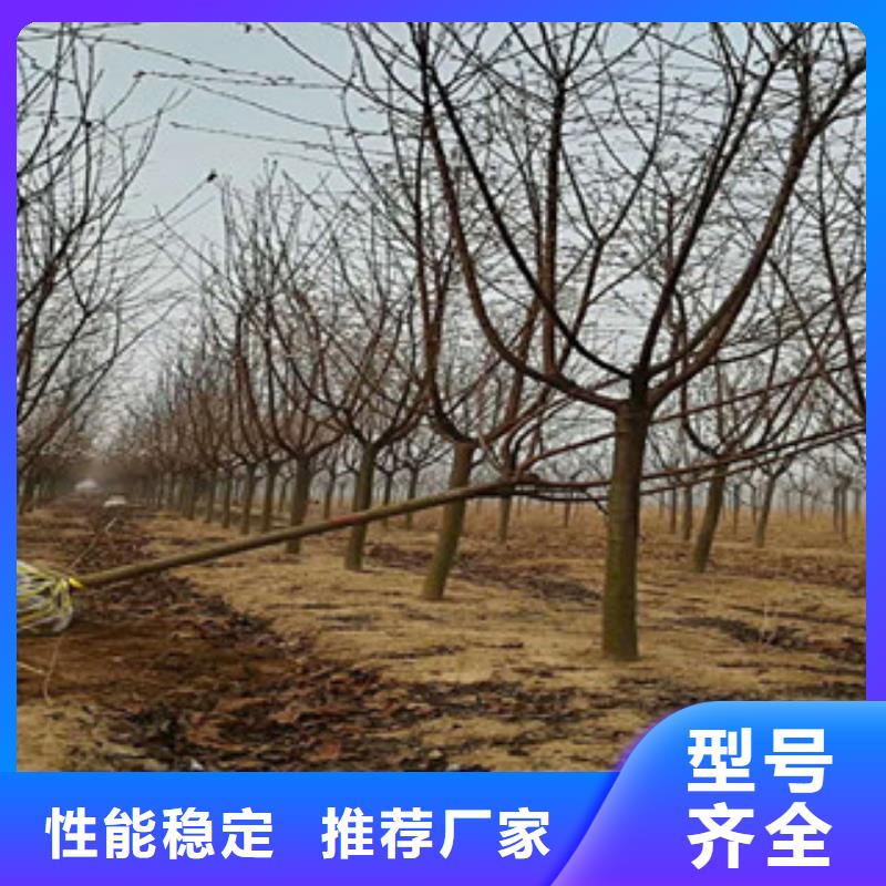 【樱花】,钙果苗厂家现货供应