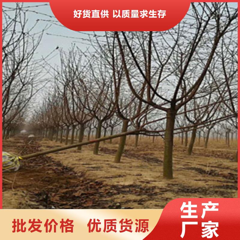 【樱花核桃苗樱花苗长果桑树苗敢与同行比质量】