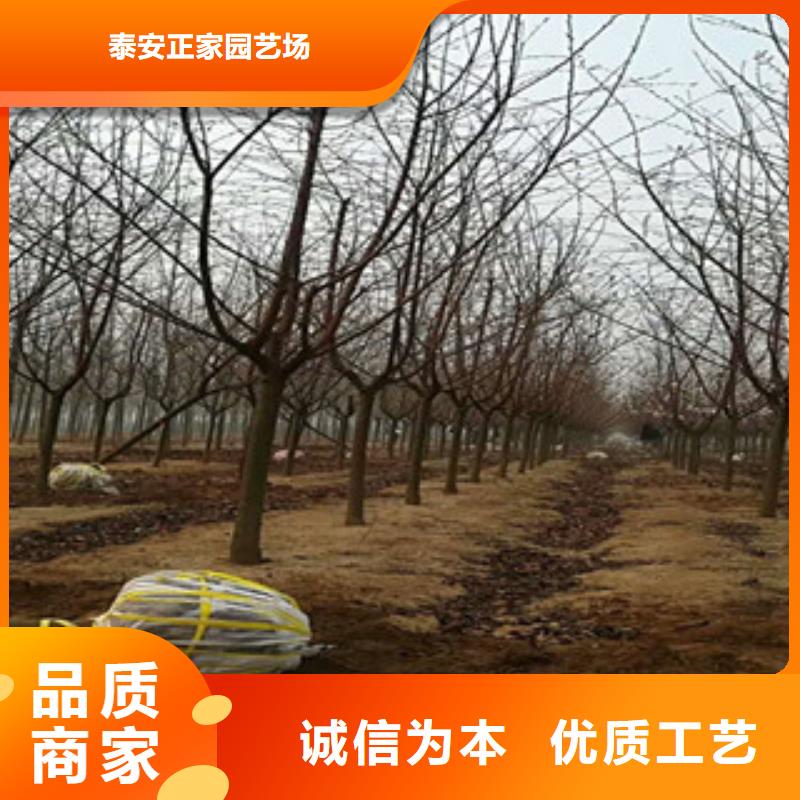 【樱花】,钙果苗厂家现货供应