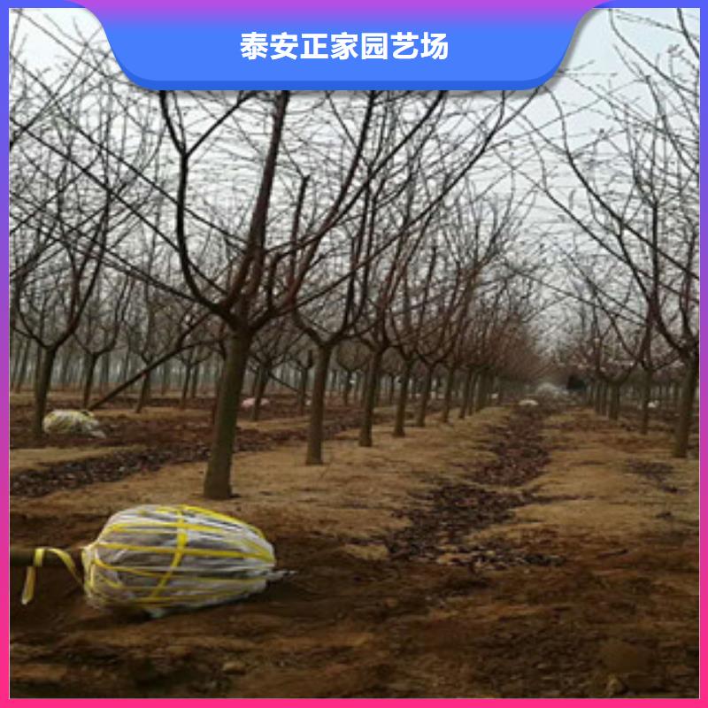 【樱花】樱桃苗好产品价格低