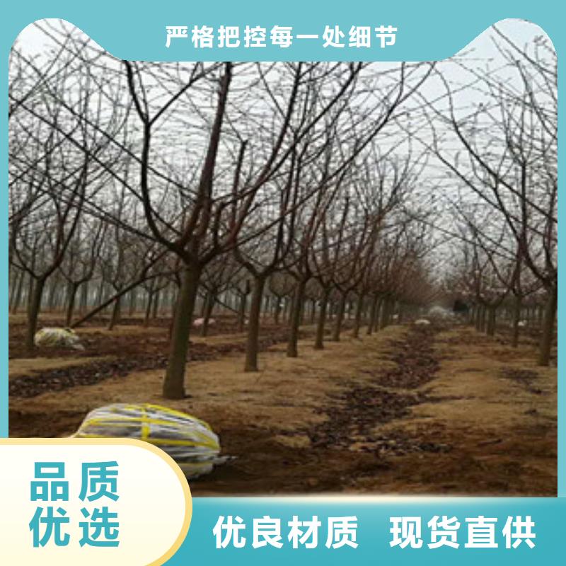 【樱花核桃苗樱花苗长果桑树苗敢与同行比质量】