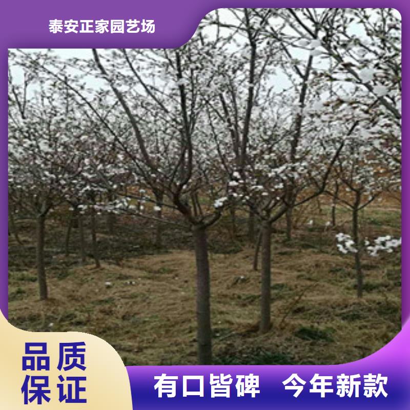 【樱花】,钙果苗厂家现货供应