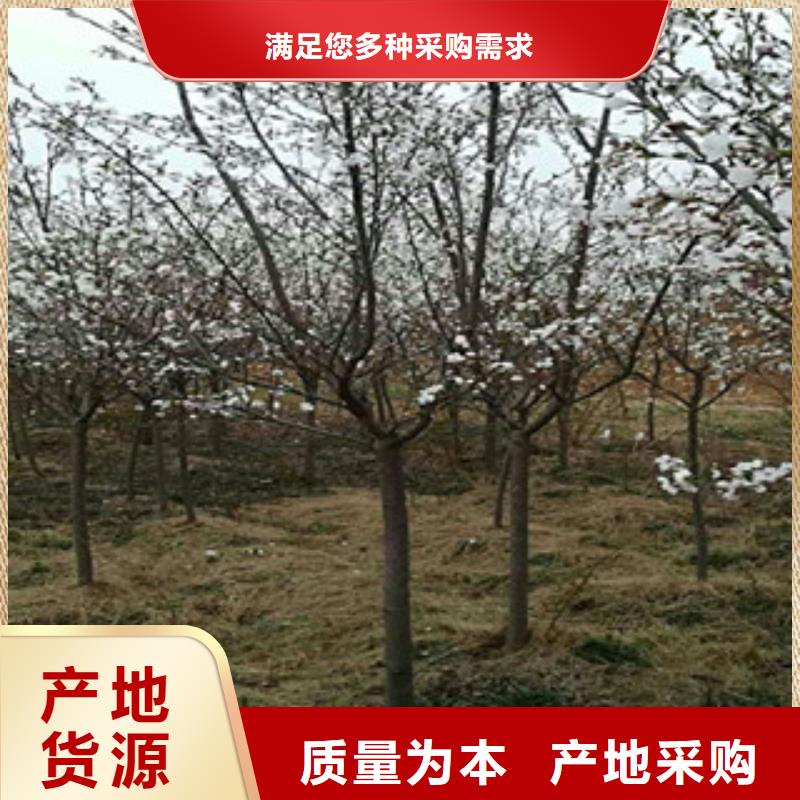 【樱花】樱桃苗好产品价格低