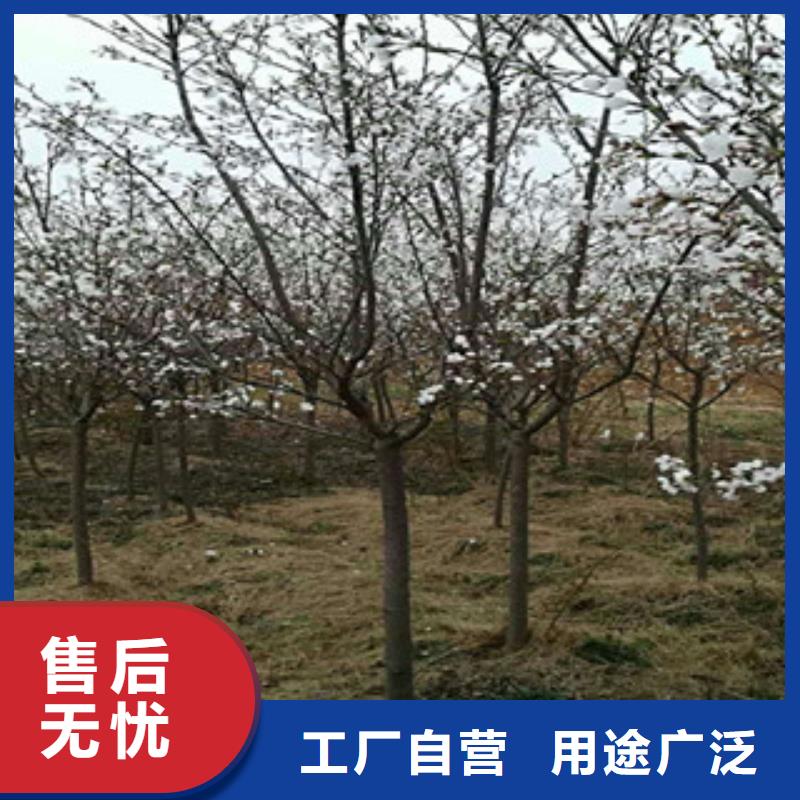 【樱花核桃苗樱花苗长果桑树苗敢与同行比质量】
