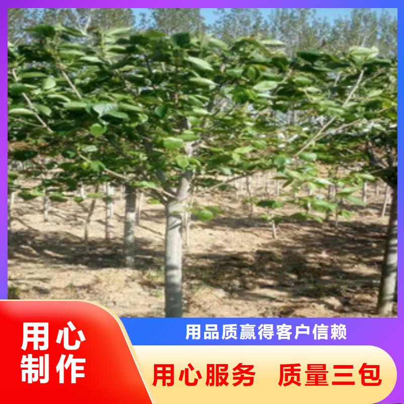 【樱花】樱桃苗好产品价格低
